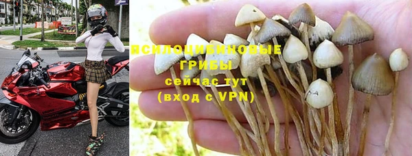 прущие грибы Горняк